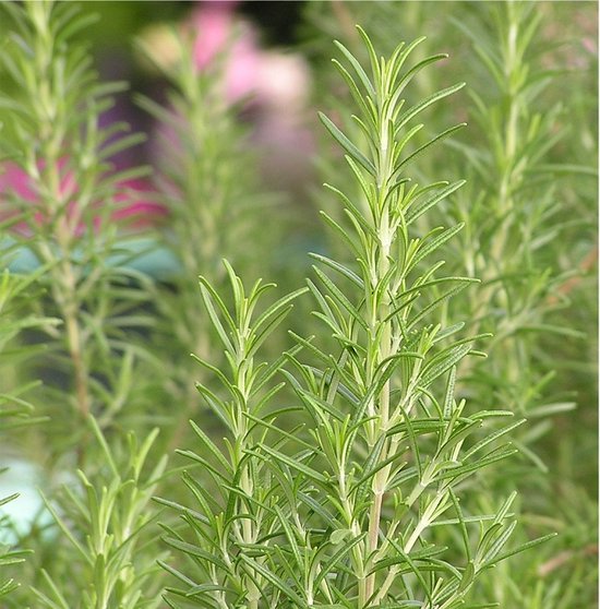 Rozemarijn planten: hoe doe je dat? - Gardeners World