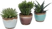 Hellogreen Kamerplant - Trio vetplanten - 20 cm - Old Look keramiek