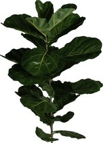 Ficus lyrata - vioolblad - tabaksplant - Kunstplant - 11 bladeren - kuntstof stem - UV bestendig - 77cm
