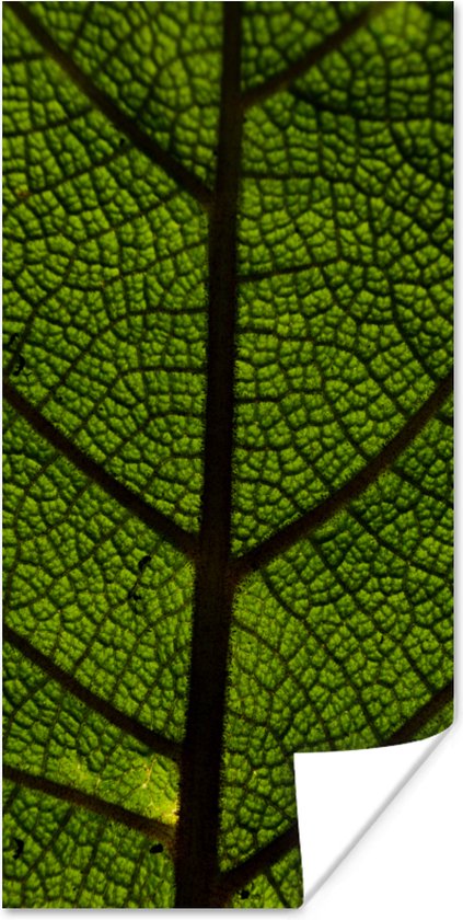 Affiche Nervures des feuilles - 75x150 cm