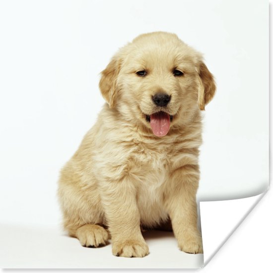 Poster Portretfoto van een donzige Golden Retriever-puppy - 75x75 cm