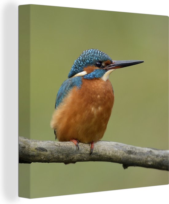 Canvas Schilderij IJsvogel - Oranje - Takken - Wanddecoratie