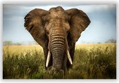 Olifant op Foto op Aluminium - Foto op Dibond - Aluminium Schilderij - 120x80 cm