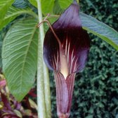 Jan op de preekstoel (Arisaema) speciosum | 1 stuk | Schaduwplant | tuinplant schaduw | Wortelstok | Geschikt voor in Pot | Paars | Violet | 100% Bloeigarantie | QFB Gardening