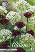 15 x Allium | Brother