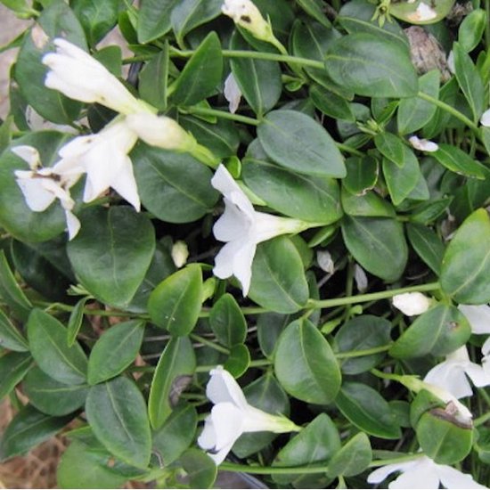 24 x Vinca Minor 'Gertrude Jekyll' - Maagdenpalm - Pot 9x9 cm: Witte bloemen, wintergroen - Arborix