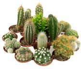 Mini Cactussen mix  5x  Ø6cm  Kado idee  Schattige planten