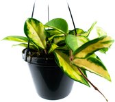 Hoya Carnosa Tricolor  Gewortelde stek  Wasplant