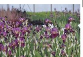 6 x Iris germanica 'Imperator' - Baardiris, zwaardiris - pot 9 x 9 cm