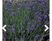 12 x Lavandula angustifolia 'Munstead' - LAVENDEL - pot 9 x 9 cm