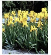6 x Iris germanica 'Ola Kala' - BAARDIRIS - pot 9 x 9 cm