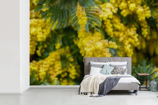 Papier peint photo en vinyle - Fleurs de mimosa jaune largeur 450 cm x hauteur 300 cm - Tirage photo sur papier peint (disponible en 7 tailles)