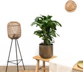Combi deal - Caryota Mitis inclusief pot Lian groen - 90cm
