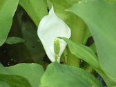 Witte russische aronskelk (Lysichiton camschtcense) - Vijverplant - 3 losse planten - om zelf op te potten - Vijverplanten Webshop