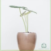 Alocasia Dragon Scale - kamerplanten - olifantsoor - pot 13 cm - hoogte 35 cm