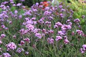 6x Ereprijs (Verbena bonariensis 'Lollypop') - P9 pot (9x9)