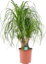 Beaucarnea - Olifantspoot - Hoogte: ↑ 80 cm - Zon - Waterbehoefte: Weinig - diameter pot: 27 cm