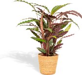 Hello Plants Calathea Rufibarba Schaduwplant in Mand - Ø 19 cm - Hoogte: 75-85 cm - Kamerplant