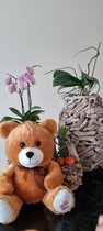 Knuffel Bear met persoonlijke stemrecorder