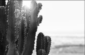 Walljar - Close-up Cactus - Muurdecoratie - Poster met lijst