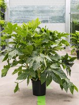 Vingerplant Fatsia Japonica 80 cm kamerplant