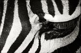 Walljar - Zebra Up Close - Dieren poster met lijst