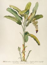 Poster bananenboom - Musa Caudice Viridi - Bloemen en Planten - Botanisch - 50 x 70 cm - Wanddecoratie - Muurdecoratie - Slaapkamer - Woonkamer