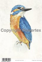 A4 Powerprint paper Bird Colour