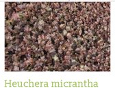 6 x Heuchera micrantha 'Palace Purple' - PURPERKLOKJE - pot 9 x 9 cm