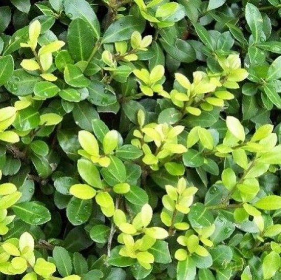 Ilex crenata 'Convexa' - bolvorm kopen | Japanse hulst Ilex crenata 'Convexa' - bolvorm kopen | Japanse hulst