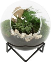 DIY Terrarium | Hollow Soldier