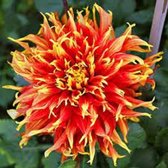 3 x Dahlia Show 'n Tell