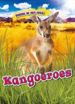 Dieren in het wild - Kangoeroes