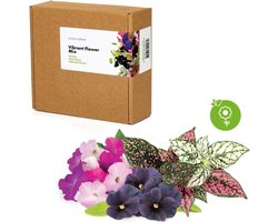 Click & Grow vibrant flower mix