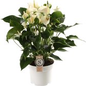 Anthurium White Champion ↨ 60cm - hoge kwaliteit planten