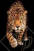 DP Benelux Diamond Painting Leopard - formaat 50 x 80 cm - Volledige bedekking, vierkante steentjes - Hoogste kwaliteit van DP Benelux Diamond Paintings