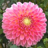 Dahlia Pompon Roze 3 stuks