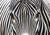 Dibond - Dieren / Wildlife / Zebra - Zwart / wit - 100 x 150 cm.