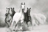 Dibond - Dieren - Wildlife / Paard / Paarden in beige / wit / zwart / grijs - 100 x 150 cm.