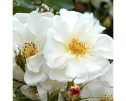 Rosa 'Diamant'® Adr 2002 (='Korgazell'®) - Rigoroos 'Diamant', Roos, Floribunda