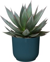 Agave Shaka Zulu - Blauw - Hoogte ↕ 20cm - Pot ∅ 16cm