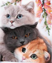 Schilderen op nummer - drie kittens - 40x50 cm - compleet pakket - gespannen op frame