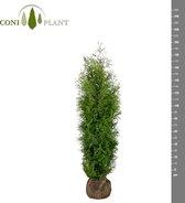 Thuja occidentalis 'Brabant conifeer haagconifeer zie het kwaliteits verschil je krijgt wat je ziet volle planten van onder tot boven