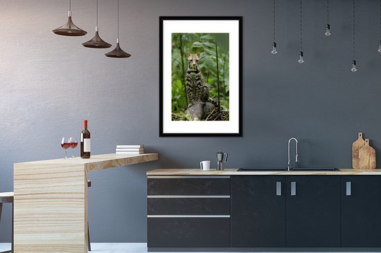 Affiche avec cadre Ocelot du Costa Rica - 60x90 cm