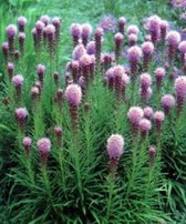 6 x Liatris spicata 'Kobold' - LAMPEPOETSER, KNOPIGE SLANGENWORTEL - pot 9 x 9 cm