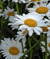 6 x Leucanthemum 'Polaris' - MARGRIET, REUZENMARGRIET, GROOTBLOEMIGE MARGRIET - pot 9 x 9 cm