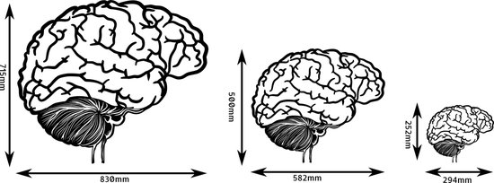 Cerveau humain décoration murale contreplaqué bouleau 582x500mm