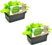 Sla - Groene krulsla - Lollo Verto planten - 12 planten - groenteplanten - in blokken van 4x4cm