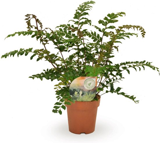 Didymochlaena – Truncatula – Hoogte 35cm