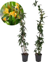 Plant in a Box - Lonicera henryi 'Copper Beauty' - Set van 2 - Kamperfoelie - Tuinplant - Klimplant - Geel - ⌀17cm - Hoogte 110-120cm